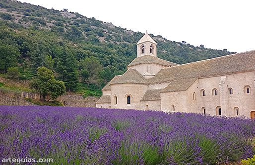 La Abad&iacute;a de S&eacute;nanque y su famoso manto de lavanda
