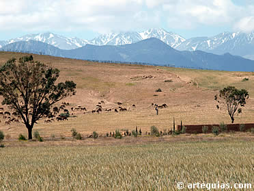 Pastor en una llanura  cercana al Atlas